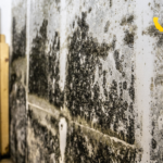 Unexpected Places to Sample in Mold Testing Los Angeles Homes